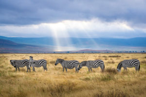 Zebras in der Steppe